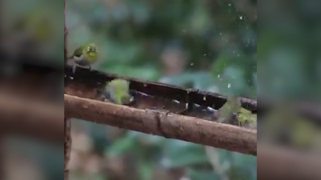 La hora del baño de estos pajaritos es lo más tierno que vas a ver hoy