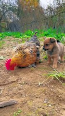 Friendship puppy and chicken