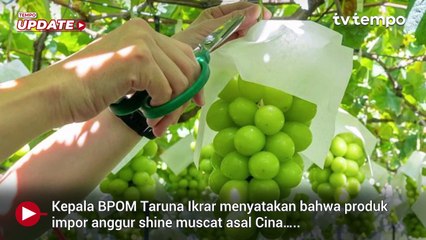 Hasil Uji Kandungan Pestisida Anggur Shine Muscat, BPOM: Tidak Terdeteksi