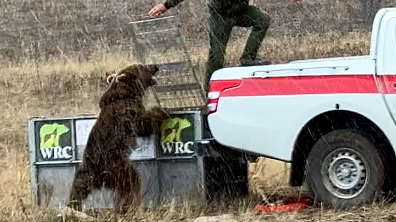 Von wohltätigkeitsorganisation freigelassener bär greift ranger an