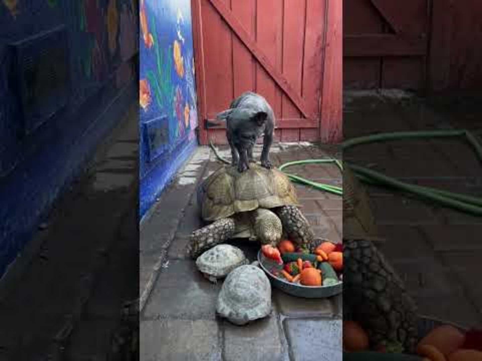 French Bulldog Uses Tortoise as Step Stool
