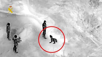 Un perro de la Guardia Civil localiza el cadáver de una de las víctimas de la DANA