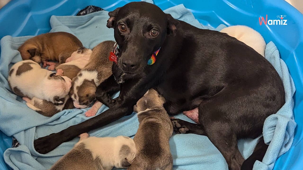 Boite de chips Lay’s laissée par terre : à l’intérieur se trouve un tas de bébés transis de froid