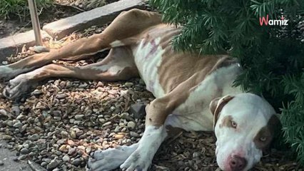 Un chien affamé s'écroule sous les buissons : le destin l'a mené pile devant la bonne porte