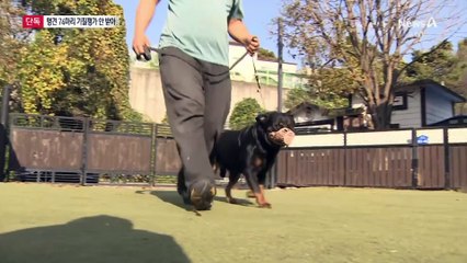 [단독]기질평가 받은 서울 맹견 31% 뿐