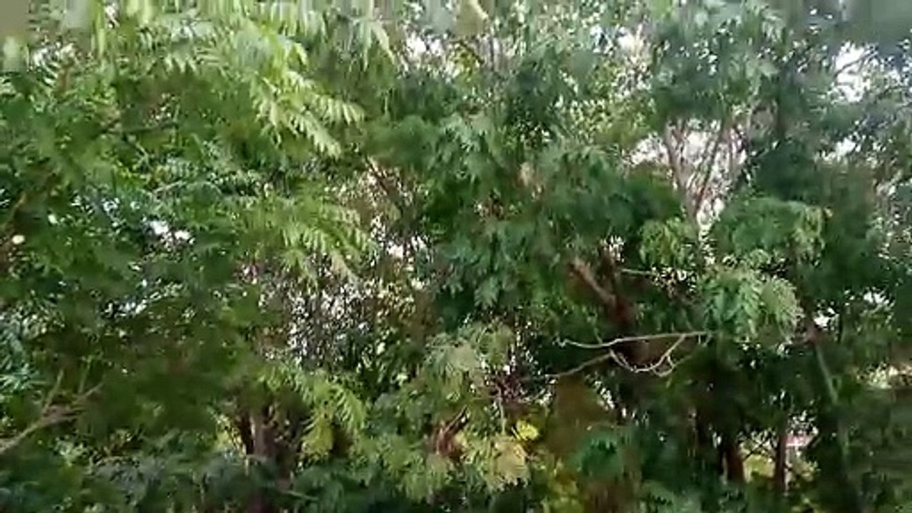 Relaxing Music and Nature view| Please Like and Share The Video