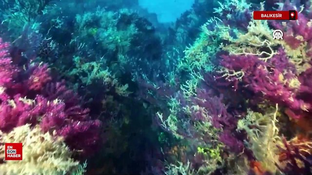 Şahika Ercümen, kırmızı mercanları tanıtmak için Ayvalık'ta dalış yaptı