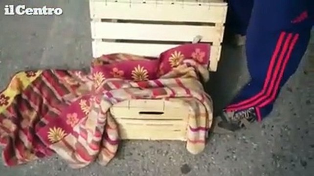 Avezzano, poiana ferita recuperata da un allevatore