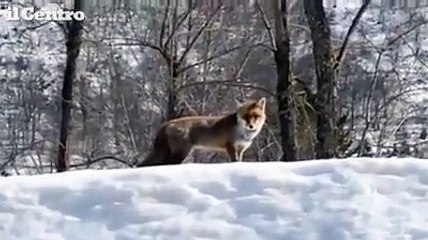 Faccia a faccia con la volpe in Abruzzo