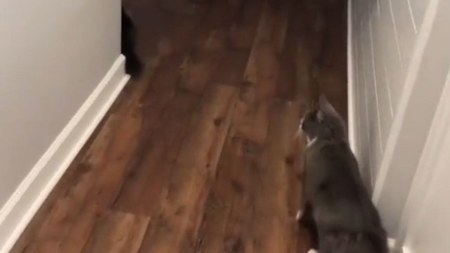 Cat enters neighbor's home and boldly exercises her dominance over resident cats