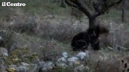 Orso ghiotto a caccia di mele a San Sebastiano dei Marsi