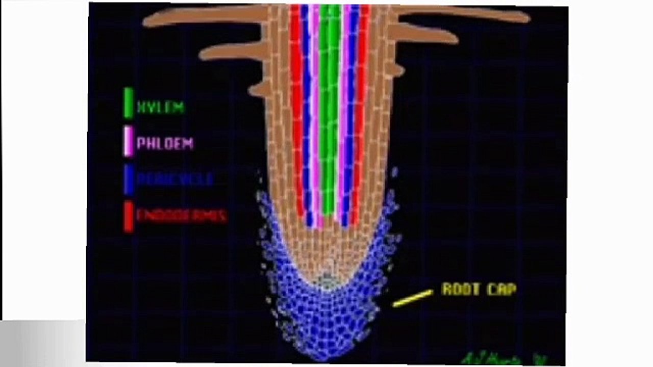 meristematic tissue class 9 Biology in Urdu/ Hindi plant tissue Lec