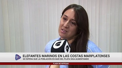 ELEFANTES MARINOS EN LAS COSTAS MARPLATENSES