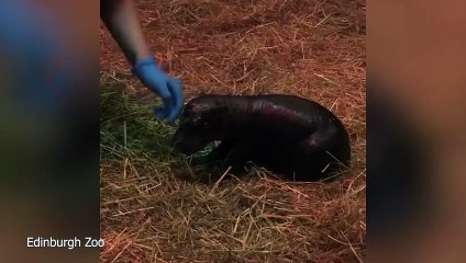 Pygmy hippo calf born at zoo
