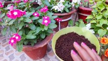 How to use Vermicompost in Plants  पध म बरमकपसट क इसतमल कस करत ह   कचआ खद