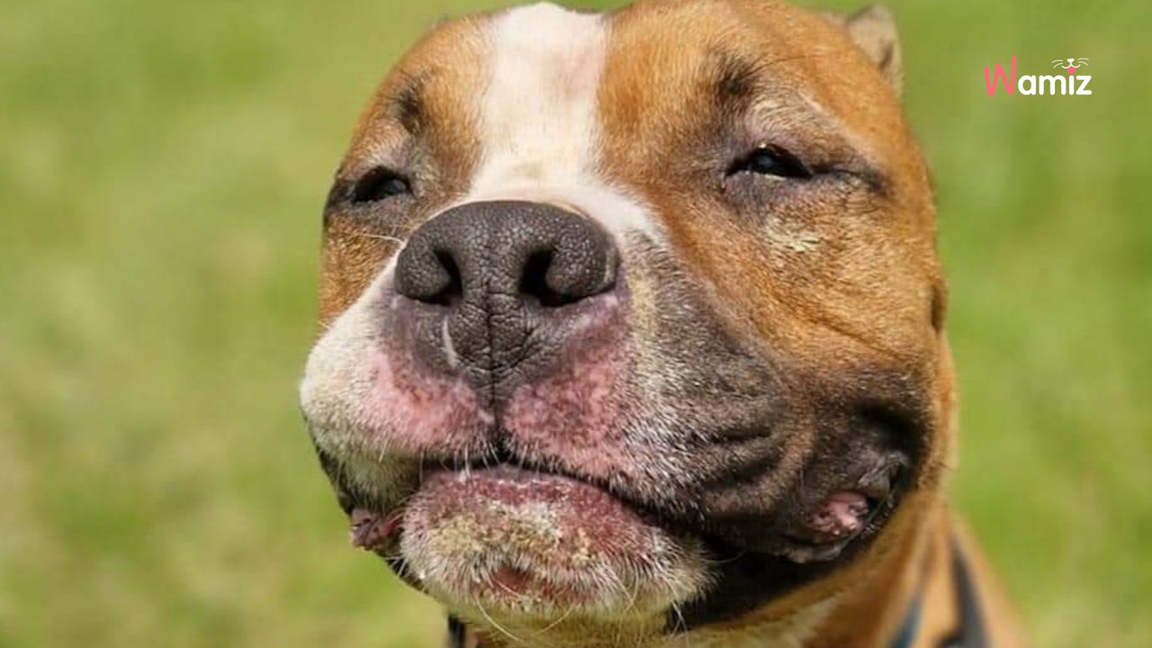 Abandonné sur le chemin du refuge en pleine nuit d'été, ce chien n'a toujours pas trouvé de famille
