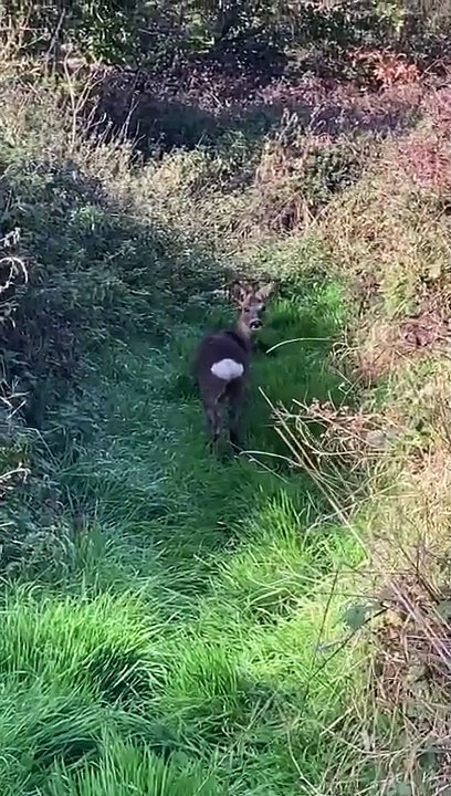 Watch rescued fawns return to the wild in Norfolk after rehabilitation at RSPCA East Winch Wildlife Centre