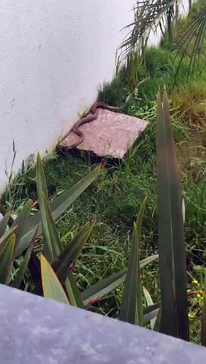 Serpente exótica entra em residência e assusta moradores de Florianópolis