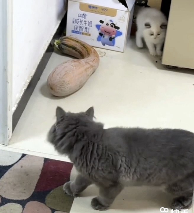 Funny kitten video 2024  #funnycat​ #catmemes​ #cat​  #funny​  #cat​ #dog​ #funnycats​  #funnydogs​ #funnyanimals​ #funnyvideos​ #cutecat​ #cuteanimals​  #cutedog​ #catvideos​  #dogvideo​ #funny​ #cutecat​ #pets​