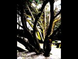 Arbres (montage artistique)