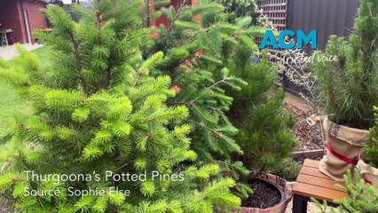Potted Pines, new approach to Christmas trees