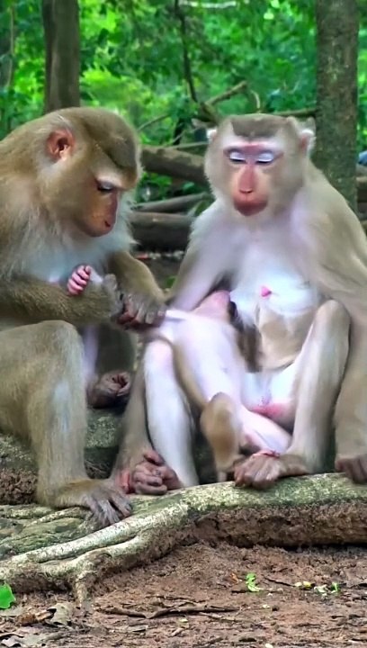 Funny animal