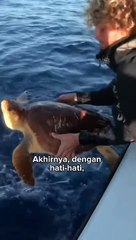 Kura kura yang tidak lupa kulitnya