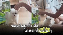 เปิดคลิปความน่ารักเจ้าสเวตเตอร์ น้องปอมตัวจิ๋วสุดคิวต์เด้งเก่งด้วย