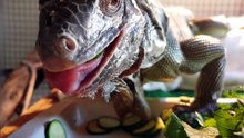 Green Iguana Close-Up!