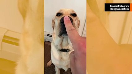 Hulvaton video: omistaja muuttaa koiransa tehokkaimmaksi pölynimuriksi