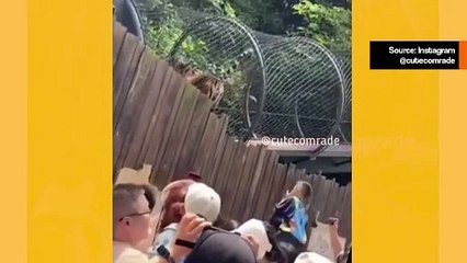 Hulvaton video: tiikeri karkoittaa vierailijat luovalla tavalla