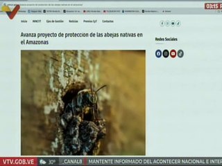 Minec avanza en proyecto para la protección de las abejas nativas del estado Amazonas