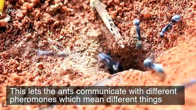 Are Ants Better at Communicating Than Humans?