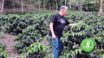 Café orgânico em sistema agroflorestal produz grãos premiados no Espírito Santo