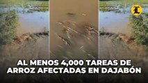 Al menos 4,000 tareas de arroz han sido afectadas tras disturbio tropical en Dajabón