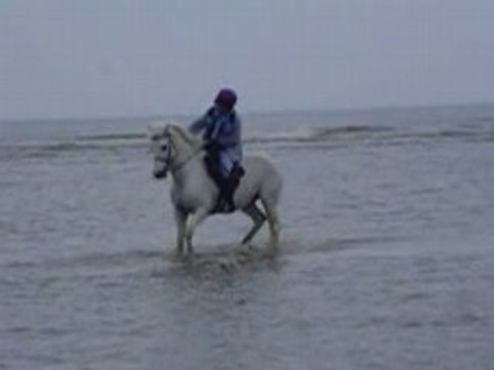 Des grands blancs à Hardelot