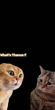 #Chatty Cats Jokes#Get your daily dose of cat humor