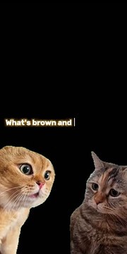 #Chatty Cats Jokes#Get your daily dose of cat humor