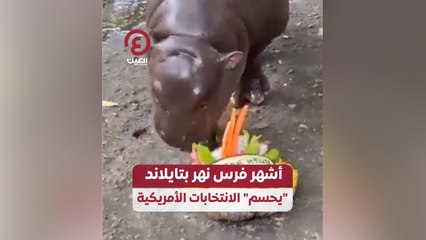 أشهر فرس نهر بتايلاند يحسم الانتخابات الأمريكية