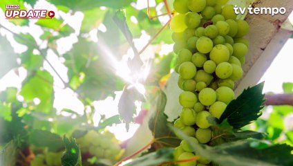 Kementan Sebut Indonesia Siap Budidaya Anggur Shine Muscat Lokal