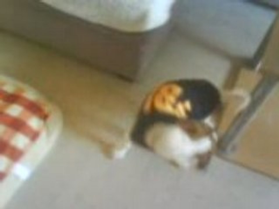 Chiki queue