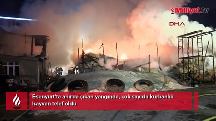 Esenyurt'ta ahırda çıkan yangında, çok sayıda kurbanlık hayvan telef oldu