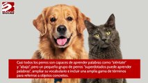 Los perros son capaces de memorizar los nombres de los juguetes