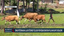 Bidang Peternakan dan Laboratorium Veteriner Telusuri Penyebab Kematian Puluhan Sapi di Boalemo