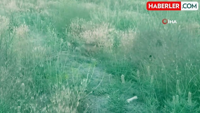 Yavru Tilkiler Annesini Beklerken Görüntülendi