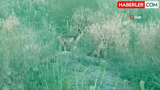 Yavru Tilkiler Annesini Beklerken Görüntülendi