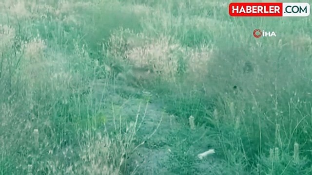 Yavru Tilkiler Annesini Beklerken Görüntülendi