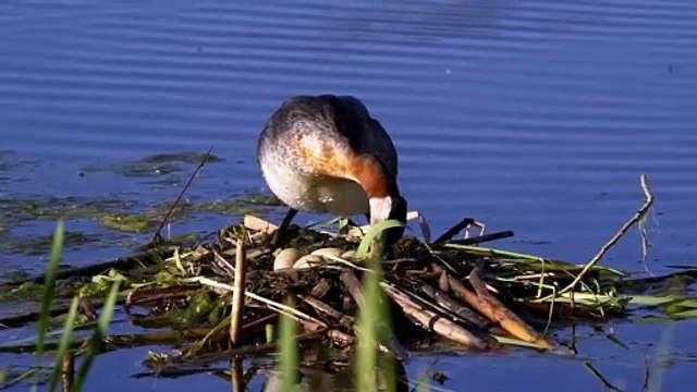The Red-Necked Grebe Close Up HD Footage (Podiceps grisegena)