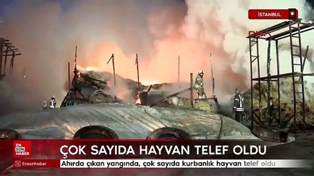 Esenyurt'ta ahırda çıkan yangında, çok sayıda kurbanlık hayvan telef oldu