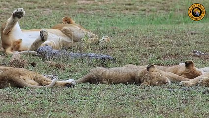 Cute Little Lion Cubs Cuddle